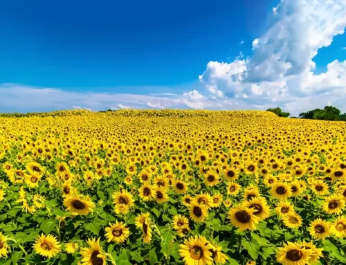 Producción de girasol, tipos de semillas y rendimiento