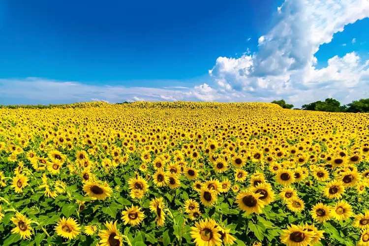 Campo de girasoles