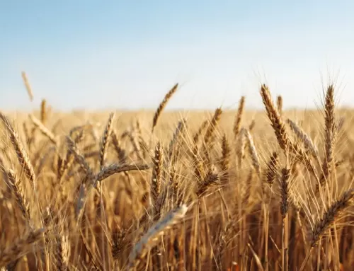 La importancia de la comercialización de cereales