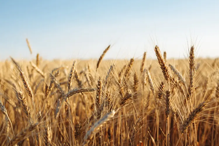Campo de trigo a punto para cosechar