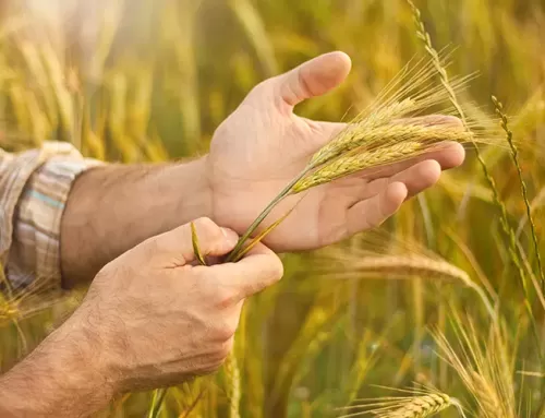 Cereales ecológicos: qué son, beneficios y dónde comprarlos