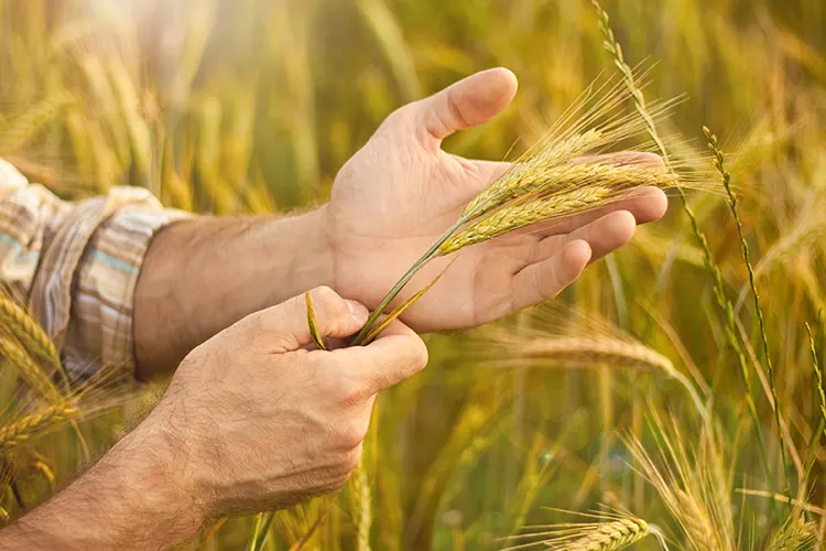 Agricultor cogiendo en su mano una planta de cereal ecológico