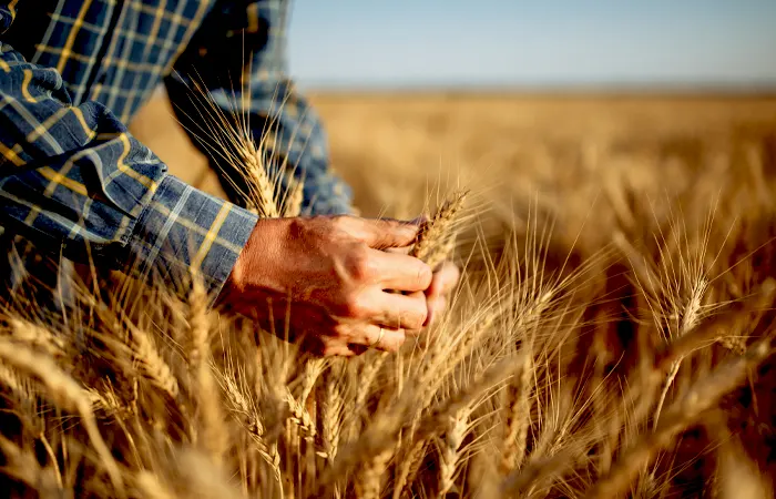 Manos de agricultor en campo cogiendo planta de cereal