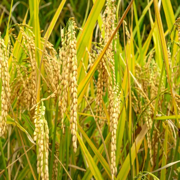 Cultivo cereal de cerca