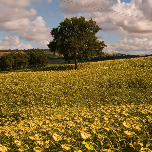 girasoles-maiz-foto1 Cultivo de girasoles