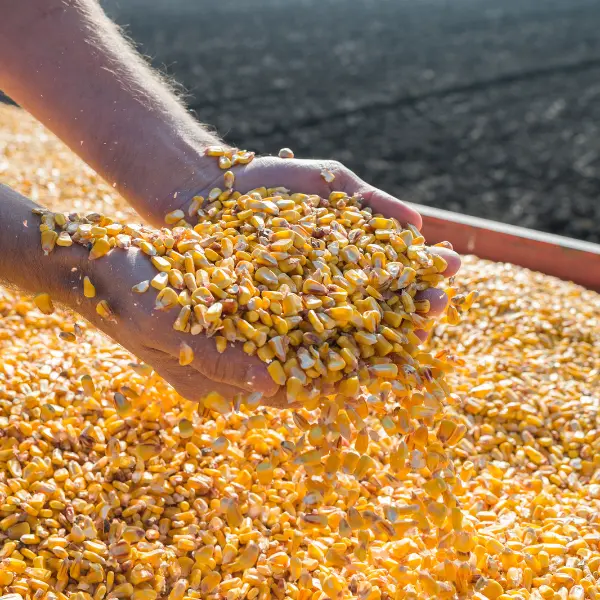 girasoles-maiz-foto2 Semillas de maíz sujetadas por mano