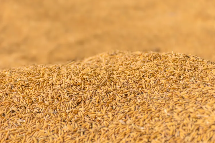 Grano en almacen de cereales