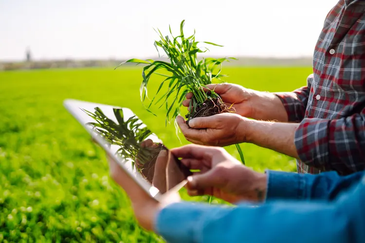 Agricultores con una planta en la mano consultando eAgronom agricultura sostenible