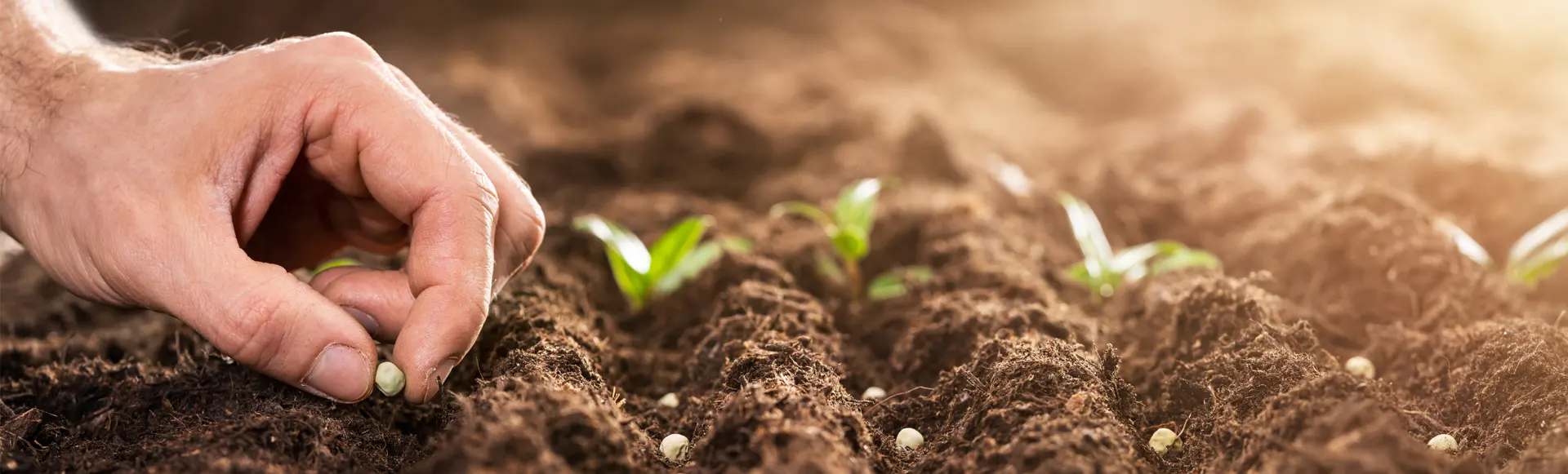 Mano plantando semilla en un campo