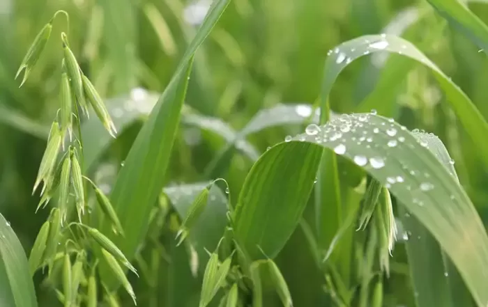 sequía en Aragón, gotas de lluvia sobre planta de cereal
