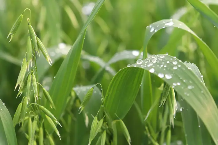 sequía en Aragón, gotas de lluvia sobre planta de cereal